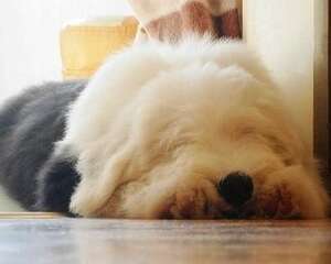 你会养英国古代牧羊犬吗？古牧