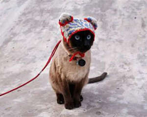 猫咪出门旅行,你真的都准备好了吗?