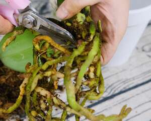 蝴蝶兰叶片有黏液是怎么回事，有黏液水株怎么办