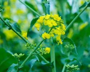 油菜花什么时候种