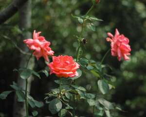 月季花的种子可以种吗