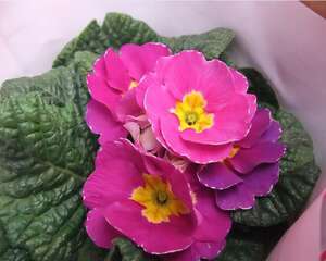 报春花花语