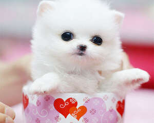 茶杯犬的品种介绍