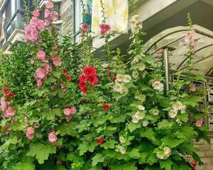 好不容易爆盆的花，邻居却说不吉利，全给砍断了！