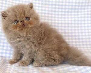 饲养波斯猫的注意事项