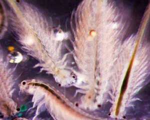 自制丰年虾的孵化器