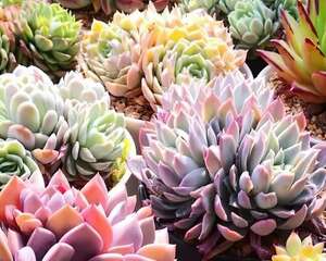 出门1个月，这花没人管也死不了，回来竟然长爆盆！