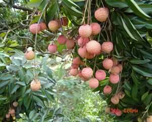 世界上最鲜美的水果——荔枝（图）