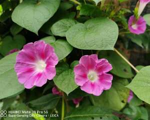 牵牛花为什么叫牵牛花