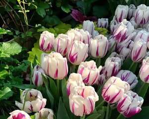 白胖的“大蒜”埋土里，2个月就开花，清新淡雅有格调！