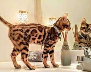 野生豹猫能在家里养吗？