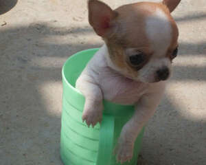 吉娃娃的寿命多长