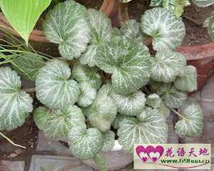 老虎草的花语：真切的爱情