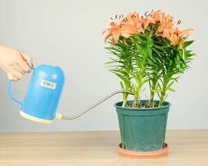 百合花什么时候开花，百合花的图片