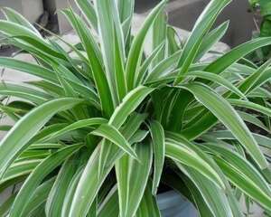 银边草怎样栽培繁殖