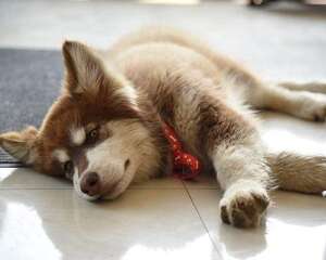 狗狗太过活泼好动应该怎么办？