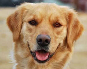 如何判断狗狗吃饱了