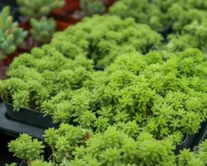 黄金万年草长虫子怎么办