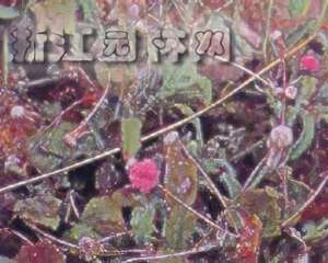 紫背草栽种培养(图)
