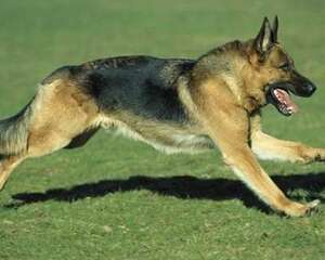 德国牧羊犬吃什么更健康？德国牧羊犬喂养需知