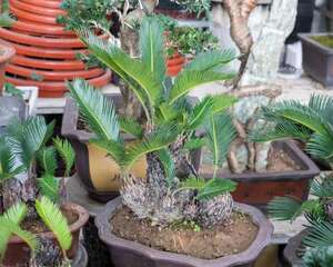 铁树怎么过冬，冬天怎么包裹