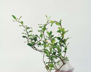 风车茉莉的养殖方法