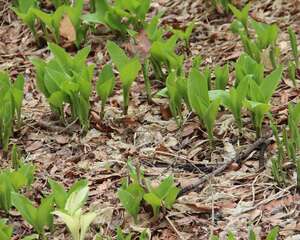 玉簪花适合室内养吗