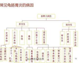你知道什么情况下会导致龟肠胃炎吗？