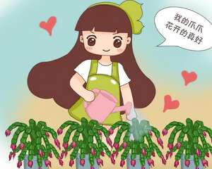 蟹爪兰叶子藏有小机关，打开它，花苞呼呼冒！