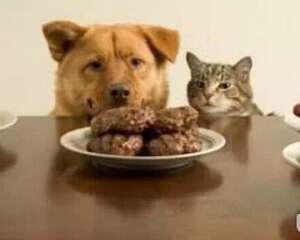 狗狗的四个季节要怎么吃？