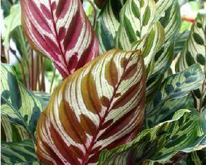 孔雀竹芋的栽培与管理（图）