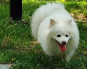 狐狸犬和博美有什么区别？狐狸犬和博美的区别