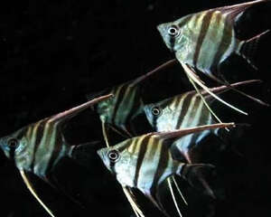 观赏鱼车轮虫病的预防要点