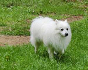 日本尖嘴犬的饲养要点