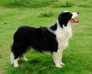 边境牧羊犬的形态特征