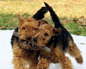 威尔士柯基犬价格是怎么定出来的？