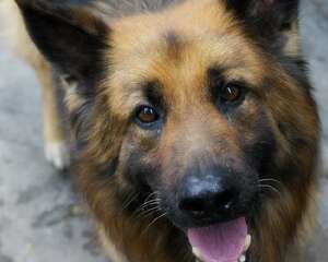 狼狗吃什么食物对身体好