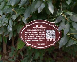 连翘茶的制作方法