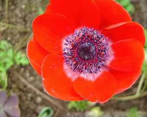 欧洲银莲花（图）