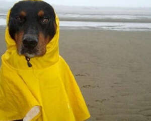 怎么为狗狗选择合适的雨衣