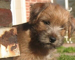 罗福梗的饲养要点