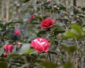 茶花的枝条扦插方法图解