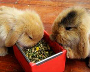 宠物兔饲料中毒症状有哪些？