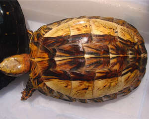 黄额闭壳龟的环境布置建议