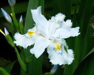 必看：花卉绿植哪些适合家养？