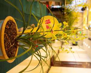 兰花换盆后怎么浇水