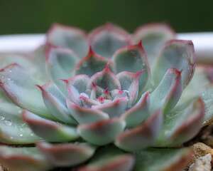 多肉植物及仙人球的越冬方法