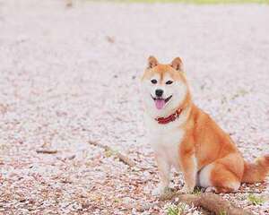 柴犬优缺点有哪些？