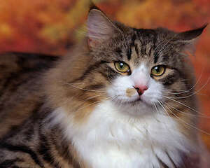 如何挑选挪威森林猫