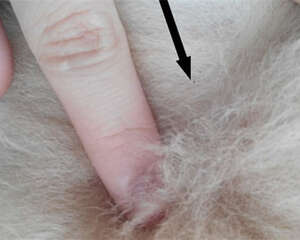 夏季寄生虫之——跳蚤